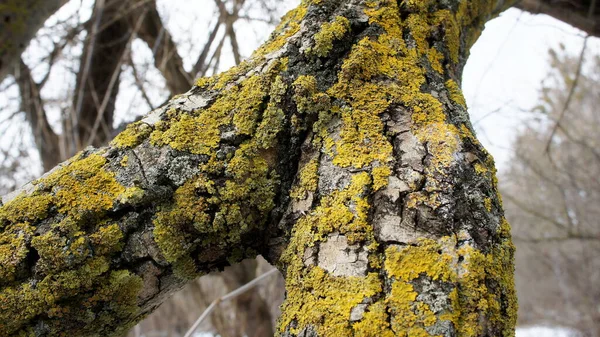 Modelli Corteccia Albero Con Lichene Verde — Foto Stock