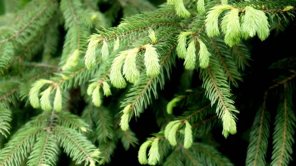 Ramita Árbol Navidad Con Brotes Jóvenes Fondo Bokeh Verde Negro —  Fotos de Stock