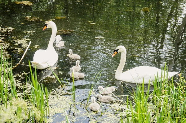 Família Cisnes Como Símbolo Amor Fidelidade Cuidado Par Cisnes Com — Fotografia de Stock
