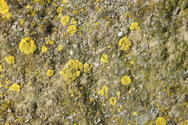 Piedra Vieja Con Liquen Verde Cerca Texturas Piedra Patrón Piedra — Foto de Stock