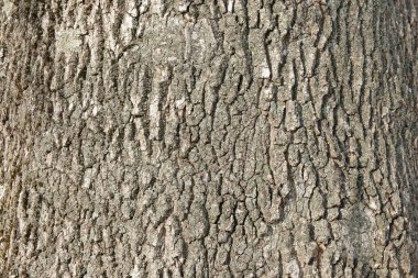 tree bark close up. ash bark close up. bark of an old giant ash tree. tree bark textures and patterns clipart