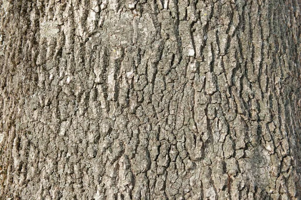 tree bark close up. ash bark close up. bark of an old giant ash tree. tree bark textures and patterns
