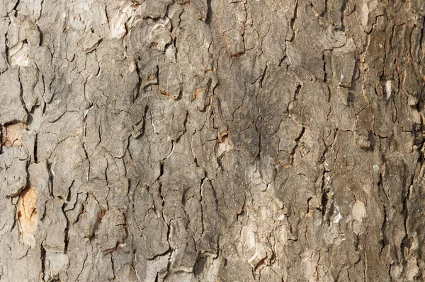 树皮紧挨着 一棵老巨树的叫声 树皮结构 图案及背景 — 图库照片