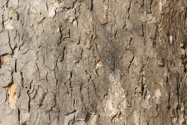 Trädbark Nära Håll Skäll Ett Gammalt Jätteträd Träd Bark Texturer — Stockfoto