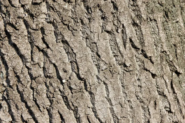 나무껍질을 닫는다 재껍질을 물푸레나무의 나무껍질의 무늬와 — 스톡 사진