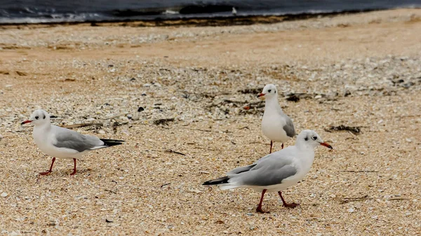 Möwen Aus Nächster Nähe Möwen Seevögel Möwen Spazieren Strand Mit — Stockfoto