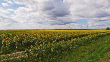 Kazan 'da ayçiçeği tohumu tarlası