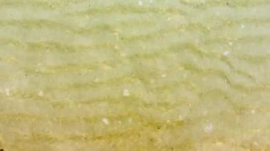 Küçük su dalgaları sürekli sahile doğru hareket eder..