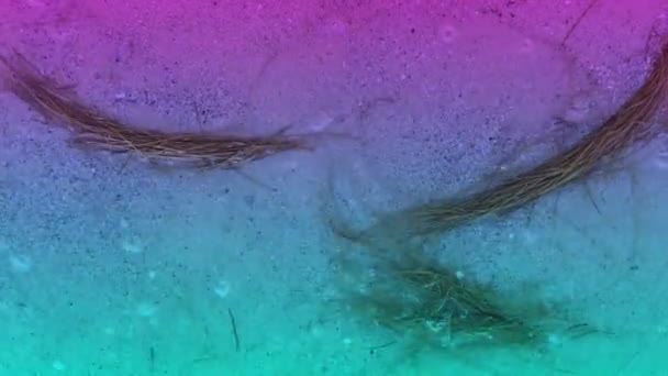 Denize Düşen Çam Yaprakları Kıyıya Sürüklendi — Stok video