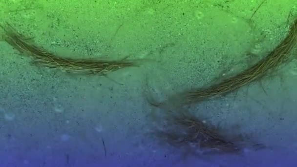 Die Blätter Der Kiefer Die Ins Meer Fielen Wurden Ans — Stockvideo