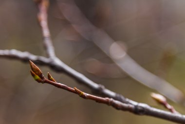 Arka plan bulanık üzerinde taze tomurcukları