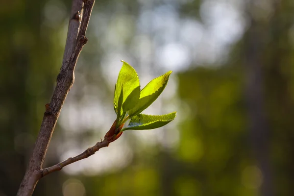 Feuilles vertes fraîches avec bokeh — Photo