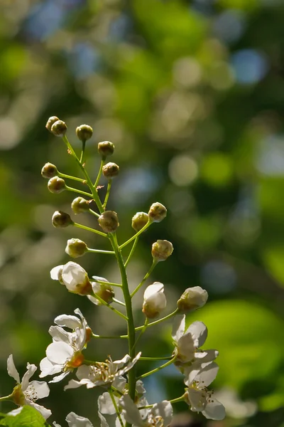 Cireșe-pasăre flori pe bokeh — Fotografie, imagine de stoc