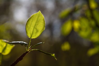 Arka plan bulanık ile genç yaprak yeşil