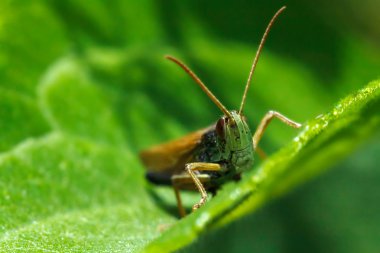 Yeşil zemin üzerine çekirge
