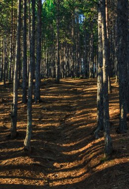 Çam ormanı kadar gidiş yolu ile