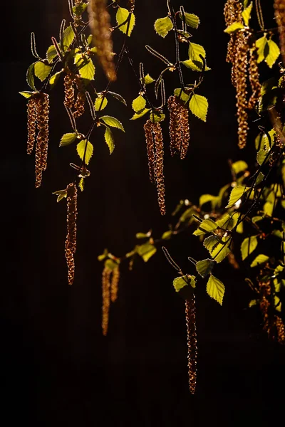 Bourgeons de bouleau dans le rétroéclairage — Photo