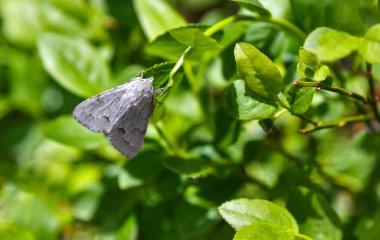Yaban mersini gece kelebeği bırakır