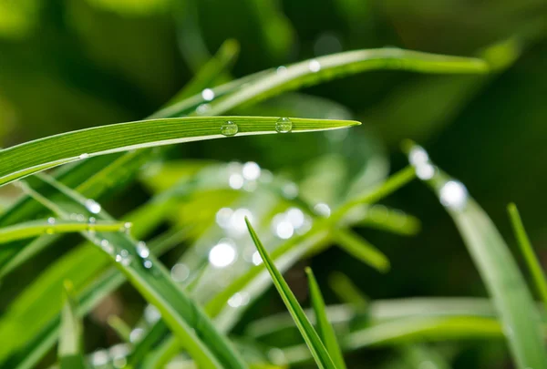 Gras nach Regen — Stockfoto