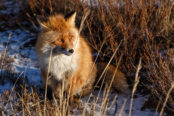 Renard roux sibérien assis au milieu d'herbe sèche dans un champ en hiver — Photo