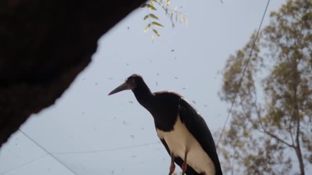 A fekete gólya elfordítja a fejét. Közelkép.. — Stock videók