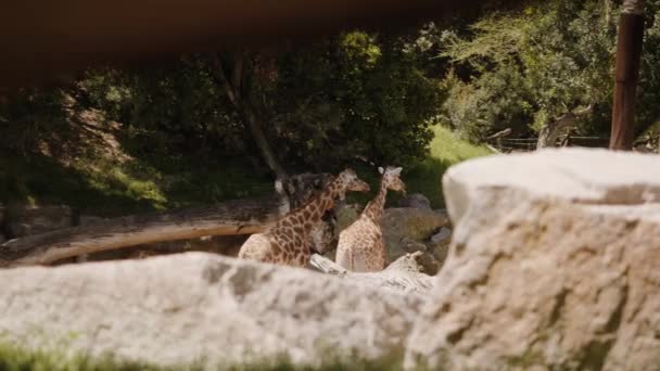 Girafas se levantam e comem entre rochas e árvores. Tiro de enquadramento médio. — Vídeo de Stock