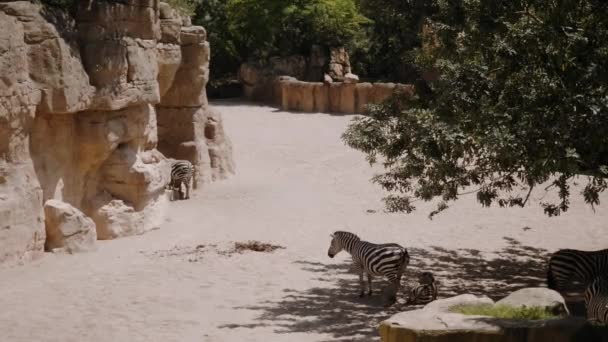 Zebras ficam à sombra de uma árvore. Vista superior. — Vídeo de Stock