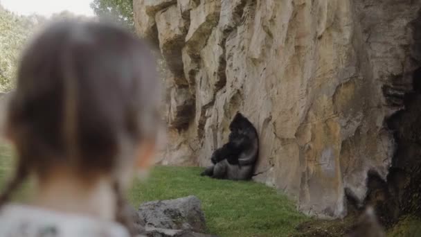 Gorilla orientale siede con la schiena contro una montagna di roccia. — Video Stock