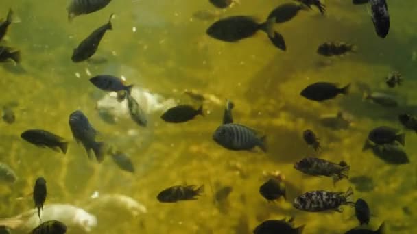De nombreux poissons nagent dans un grand aquarium. Sable et bulles sur le fond. — Video