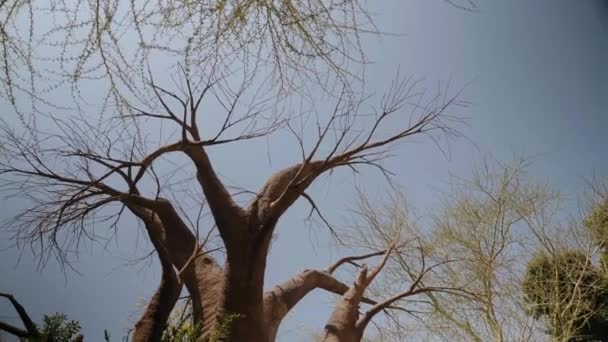 Uma árvore seca no meio do quadro O fundo é céu azul e árvores verdes — Vídeo de Stock