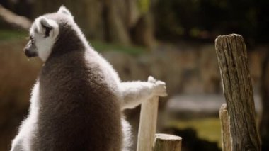 Bir lemur çitin üzerinde oturur ve onu eliyle tutar..