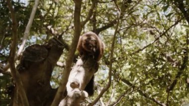 Kahverengi bir lemur bir dala oturur, sonra yukarı atlar. Bir izleme kamerası..