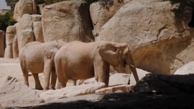 İki fil taşların arkasında durup kulaklarını oynatıyor..