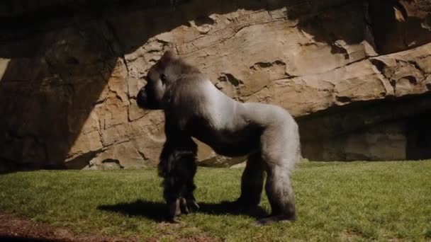 Oosterse gorilla staat op handen en voeten en draait zijn kop. — Stockvideo