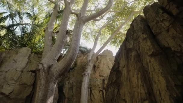 Trockene Bäume in einer Steinschlucht. Im Hintergrund grüne Bäume und Felsen. — Stockvideo