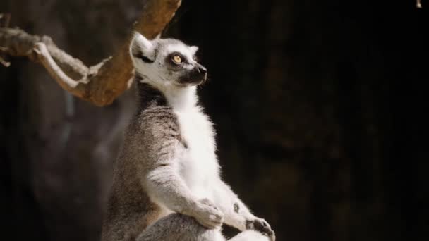 Bir lemur kayanın üzerinde oturur ve güneşte meditasyon yapar. Kameraya bakıyor.. — Stok video