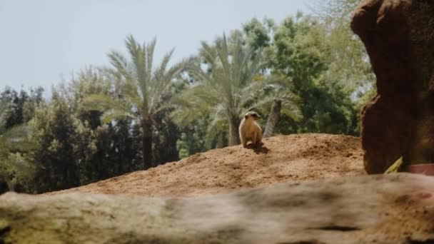 Meerkat op een zandheuvel. Groene palmbomen op de achtergrond. — Stockvideo