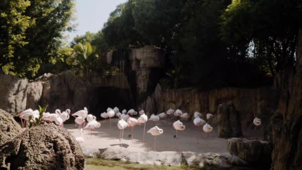 Flamingos ficam na areia à sombra e ao sol. — Vídeo de Stock