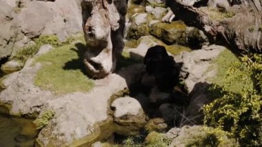 Şempanzeler gölgede güneşten saklanır..