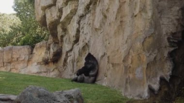 Doğu gorili sırtı kayalık bir dağda oturuyor..