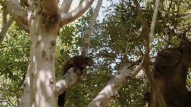 Kahverengi lemurlar daldan dala iki kez atlarlar..