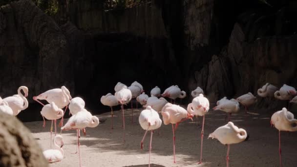 Flamingos stand on the sand in the shade and in the sun. — Stock Video