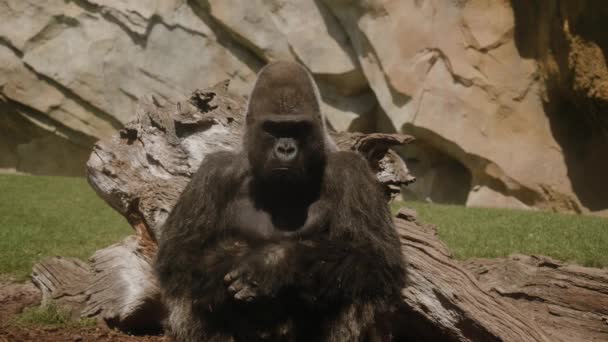 Oostelijke gorilla zit in het midden van het frame en kijkt in de camera. — Stockvideo