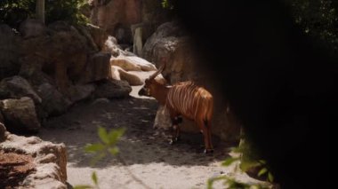 Bir orman antilobu gölgede duruyor. Arkasında kayalar ve ağaçlar var..