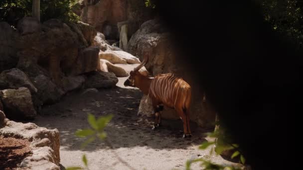 Лісовий антилоп стоїть в тіні, з камінням і деревами на задньому плані . — стокове відео