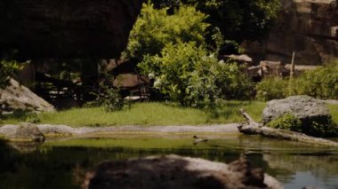 Rallidae kuşu suda soldan sağa doğru yüzer..