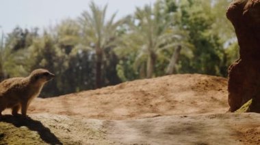 Mirket çerçevenin solunda belirir, kameraya bakar ve geri gider..