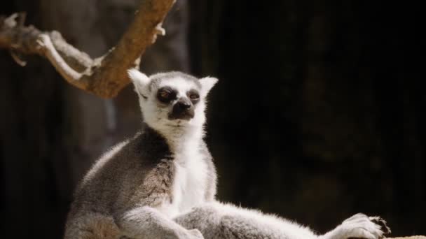 Lemur sedí na skále a koše na slunci, s hlavou otočenou. — Stock video