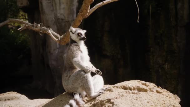 A lemur sits on a rock and meditates in the sun with its paws on its knees. — Stock Video