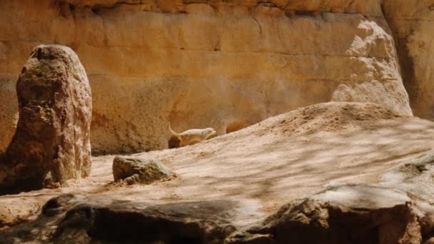 Un suricate monte une pente sablonneuse. Une caméra de suivi. — Video